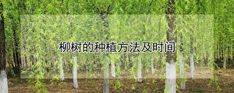 柳树的种植方法及时间（柳树的种植方法及时间视频）