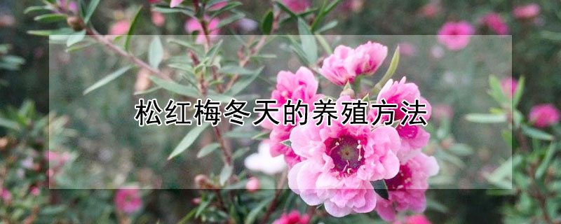 松红梅冬天的养殖方法 松红梅冬天养护方法