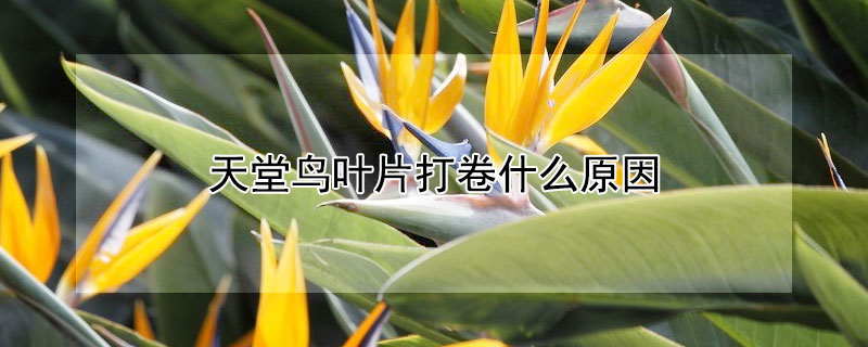天堂鸟叶片打卷什么原因（天堂鸟放客厅大忌）