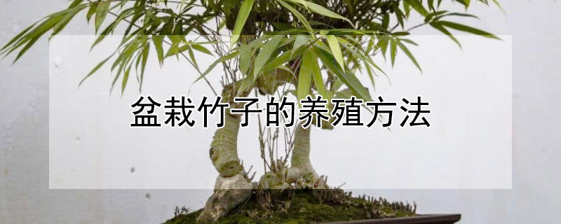 盆栽竹子的养殖方法（盆栽竹子的养殖方法及养护知识）