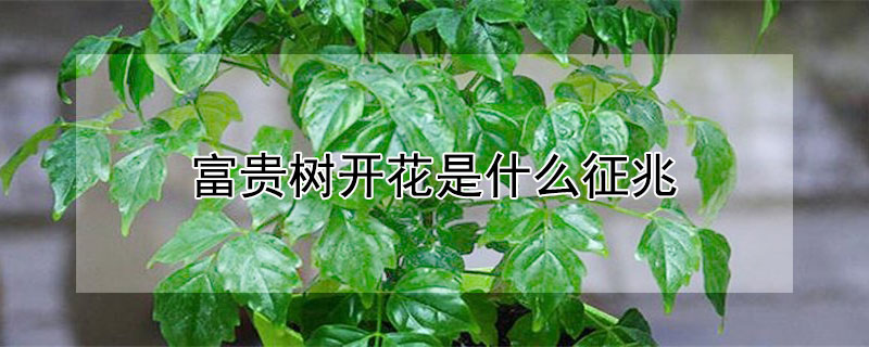 富贵树开花是什么征兆（富贵树开花常见吗）