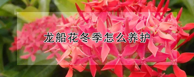 龙船花冬季怎么养护（龙船花冬天怎么养才能安全过冬?）