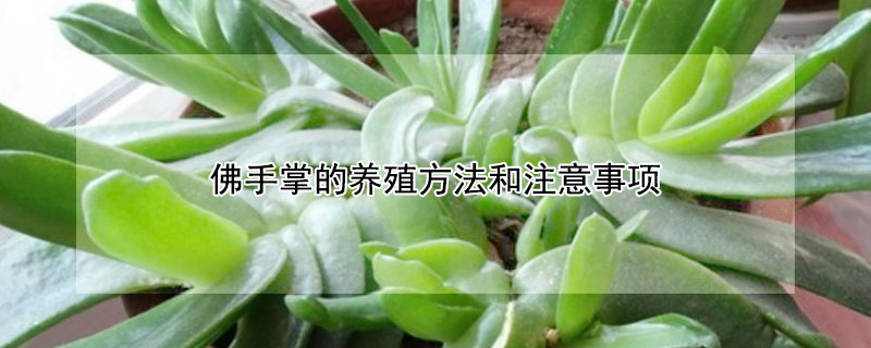 佛手掌的养殖方法和注意事项（佛手掌的养殖方法和注意事项视频）