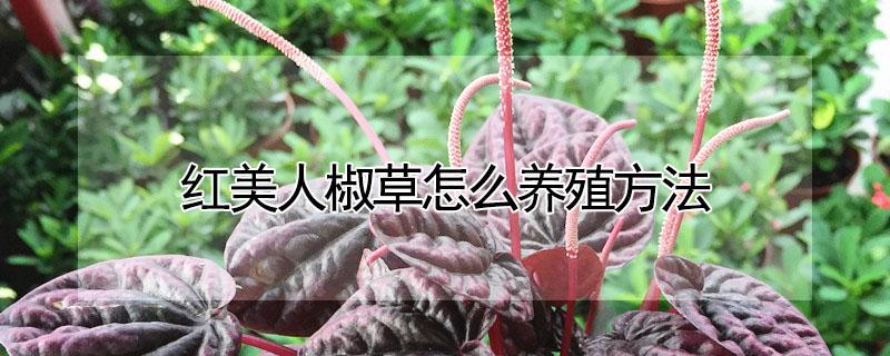 红美人椒草怎么养殖方法（红美人椒草怎么养殖方法图片）