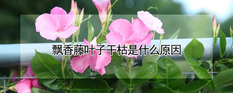 飘香藤叶子干枯是什么原因 飘香藤叶子干枯是什么原因引起的