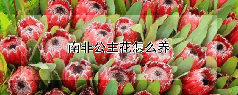 南非公主花怎么养 南非公主花养护
