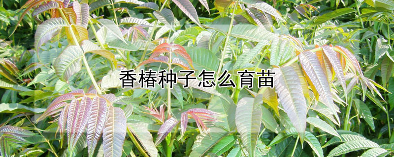 香椿种子怎么育苗 香椿种子怎么育苗方法