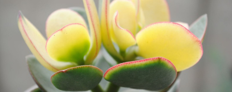 多肉落日之雁怎么养 多肉植物落日之雁