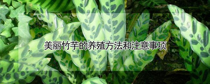美丽竹芋的养殖方法和注意事项（美丽竹芋的养殖方法和注意事项图片）
