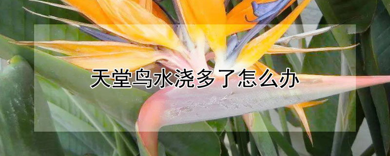天堂鸟水浇多了怎么办（天堂鸟水浇多了怎么办小妙招）