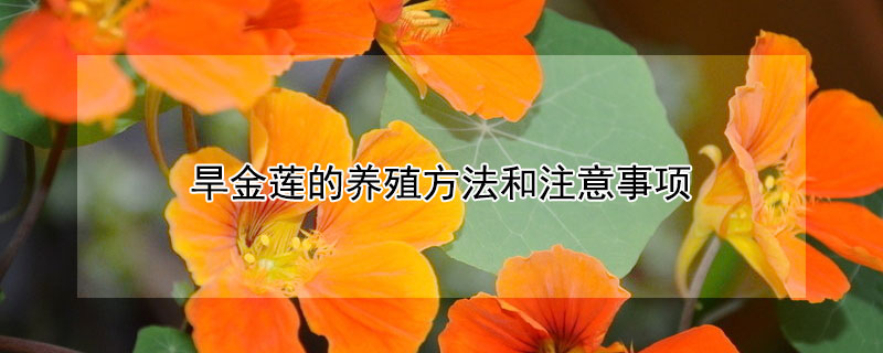 旱金莲的养殖方法和注意事项 旱金莲的养殖方法和注意事项用什么肥料