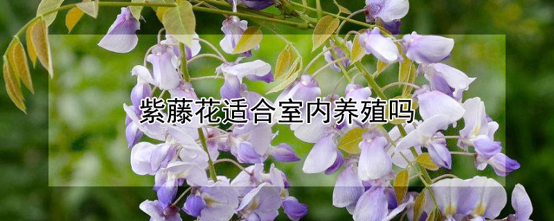紫藤花适合室内养殖吗（紫藤花可以室内养吗）