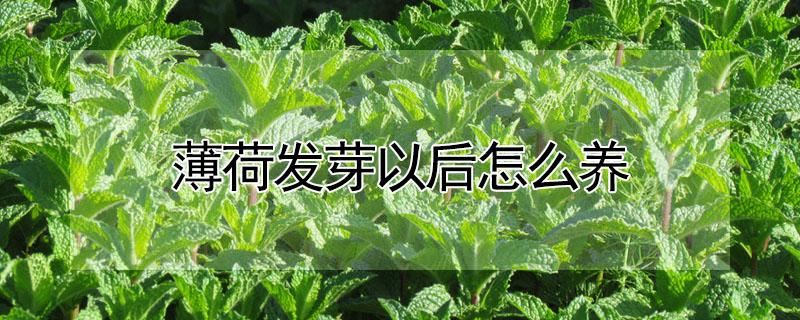 薄荷发芽以后怎么养（薄荷发芽之后怎么养）
