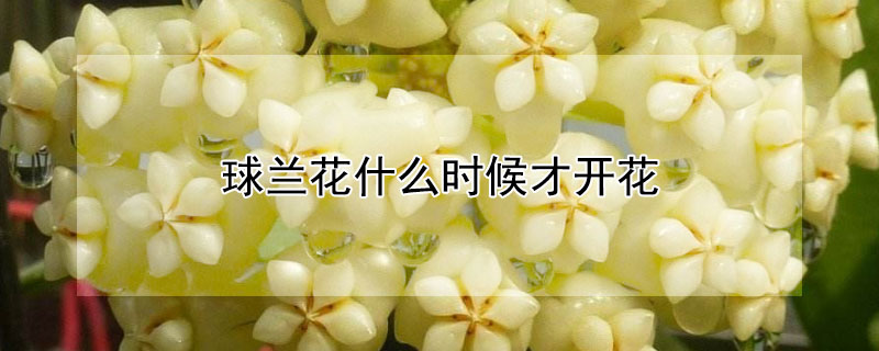 球兰花什么时候才开花 球兰什么时候能开花