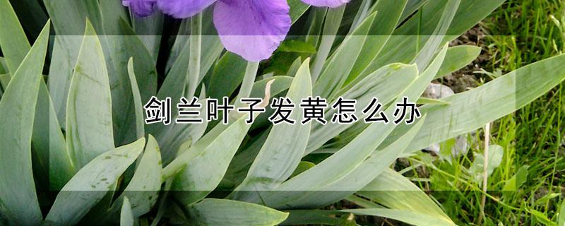 剑兰叶子发黄怎么办 剑兰叶子发黑什么原因