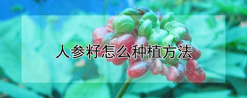 人参籽怎么种植方法（人参籽怎么种植方法视频）