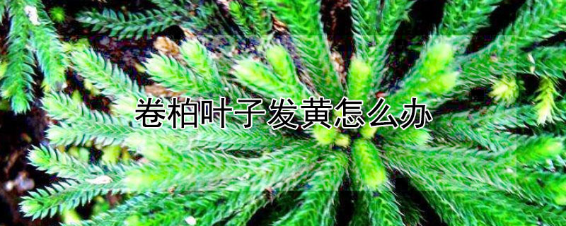 卷柏叶子发黄怎么办 卷柏叶子发黄怎么办啊