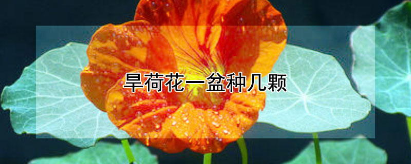 旱荷花一盆种几颗 旱荷花一盆适合种几株
