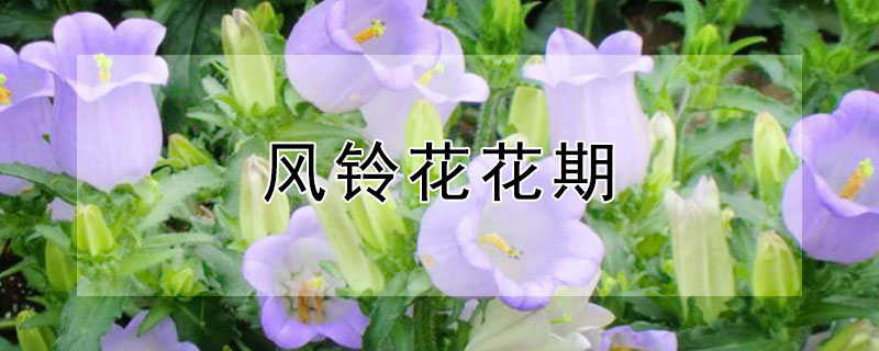 风铃花花期 重瓣丹麦风铃花花期