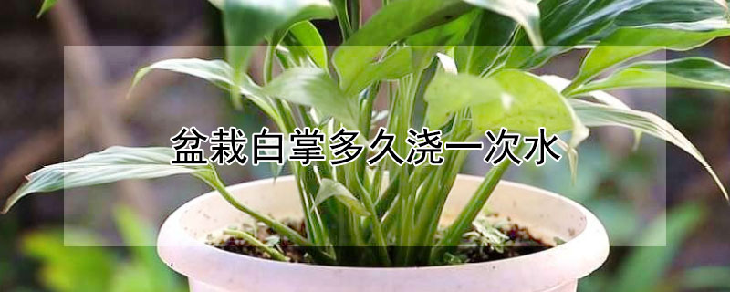 盆栽白掌多久浇一次水 盆栽白掌多久浇一次水最好