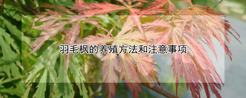 羽毛枫的养殖方法和注意事项（红枫什么品种最红最好）