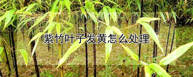 紫竹叶子发黄怎么处理（紫竹叶子发黄怎么处理视频）