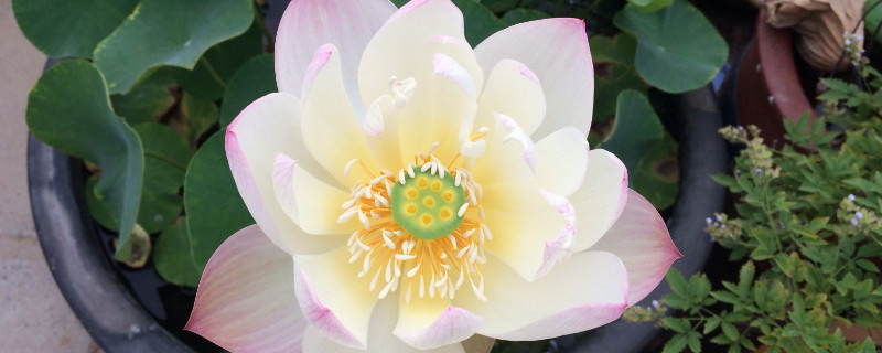 碗莲可以完全水培吗 碗莲可以直接水培吗