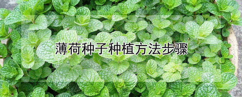 薄荷种子种植方法步骤（薄荷种子 种植方法）