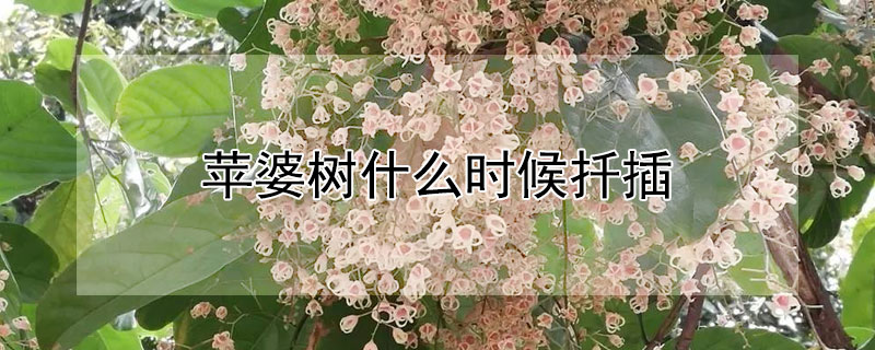 苹婆树什么时候扦插 苹婆树什么时候修剪