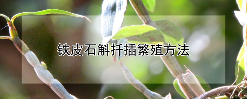 铁皮石斛扦插繁殖方法（铁皮石斛扦插繁殖方法）