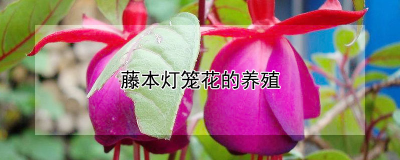 藤本灯笼花的养殖（藤本灯笼花的养殖方法）