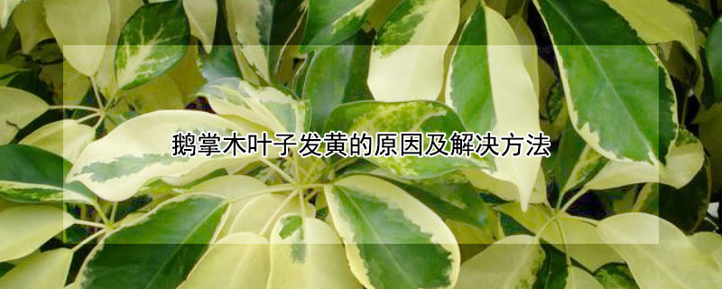 鹅掌木叶子发黄的原因及解决方法（鹅掌木叶子发黄的原因及解决方法图片）
