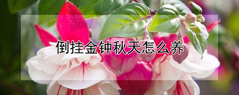 倒挂金钟秋天怎么养（倒挂金钟秋季能扦插活吗）