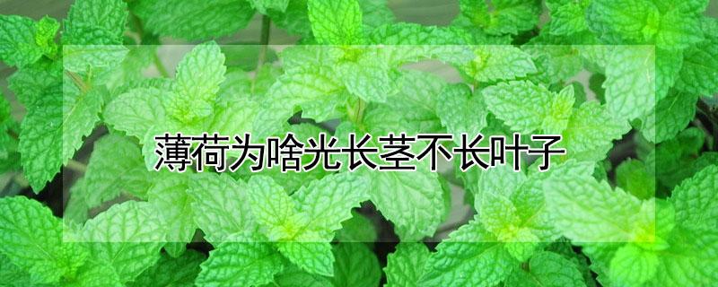 薄荷为啥光长茎不长叶子 薄荷为什么只长茎不长叶
