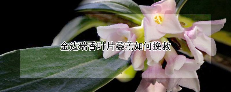 金边瑞香叶片萎蔫如何挽救 金边瑞香叶子干枯怎么救