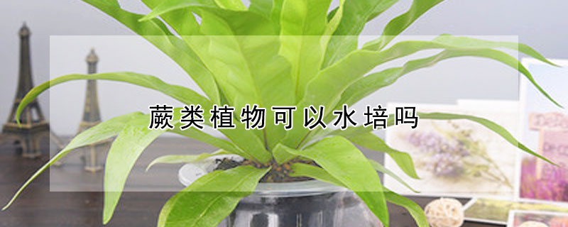 蕨类植物可以水培吗 家中为什么不宜养蕨类植物