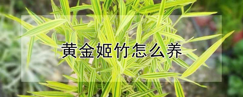 黄金姬竹怎么养（黄金姬竹怎么养殖）