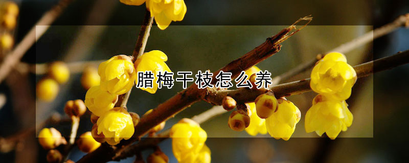 腊梅干枝怎么养 腊梅干枝养护