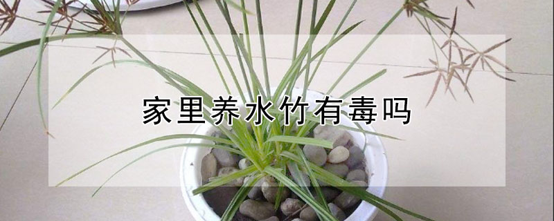家里养水竹有毒吗（家里养水竹有毒吗安全吗）