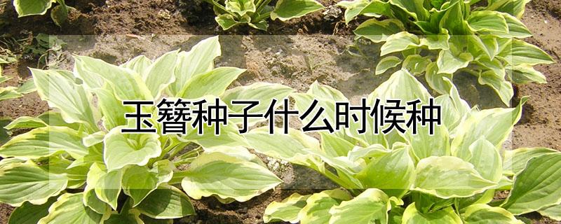 玉簪种子什么时候种（玉簪种子什么时候成熟）