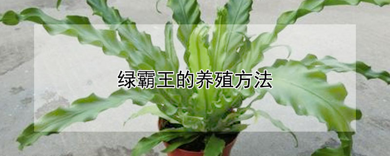 绿霸王的养殖方法（绿霸王的养殖方法是什么）