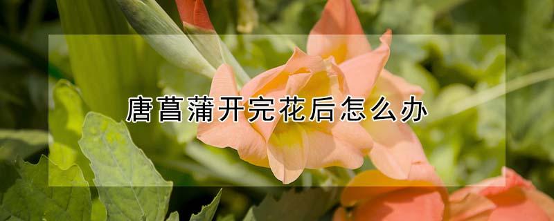 唐菖蒲开完花后怎么办 唐菖蒲开花后怎么处理