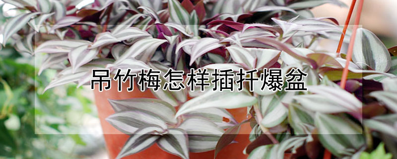 吊竹梅怎样插扦爆盆 吊竹梅的扦插方法