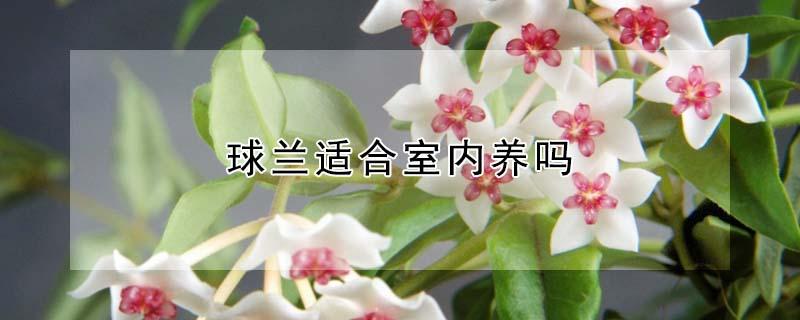 球兰适合室内养吗 球兰适合室内养吗冬天
