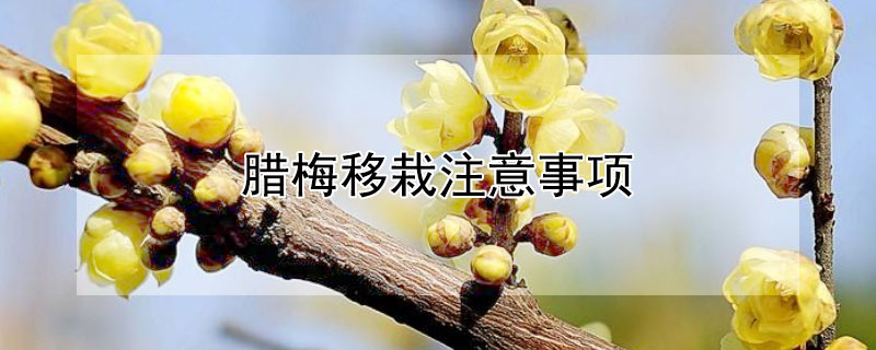 腊梅移栽注意事项 腊梅移栽盆栽注意事项