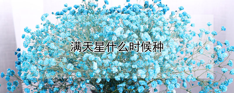 满天星什么时候种 满天星什么时候种什么时候开花