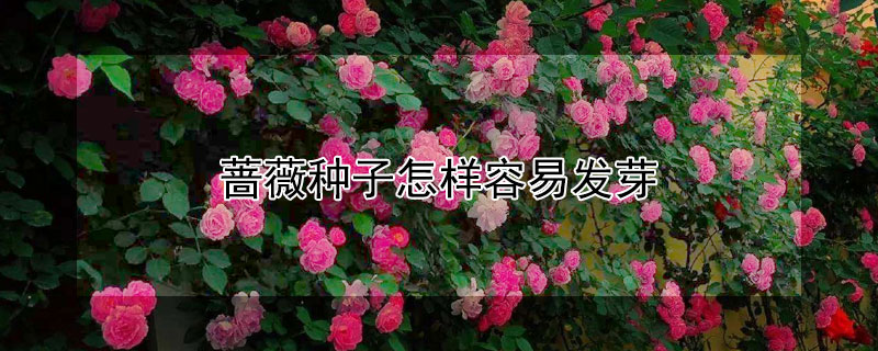 蔷薇种子怎样容易发芽 为什么家里忌讳种蔷薇