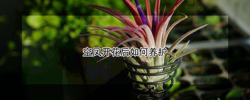 空凤开花后如何养护（空凤开花有事吗）