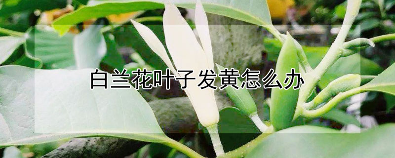 白兰花叶子发黄怎么办（白兰花叶子发黄落叶怎么补救）