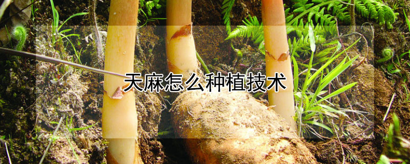 天麻怎么种植技术 天麻怎么种植技术与管理